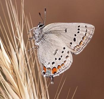 Satyrium californica