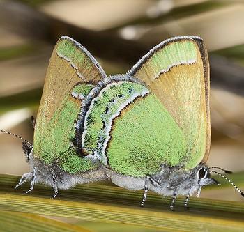 Callophrys mcfarlandi