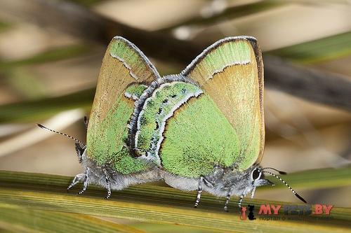 Callophrys mcfarlandi
