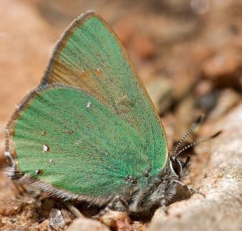 Callophrys affinis