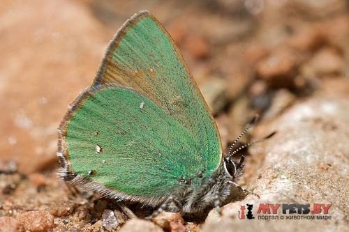 Callophrys affinis