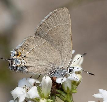 Satyrium ilavia