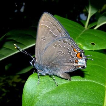 Satyrium kingi