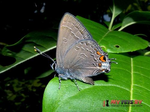 Satyrium kingi