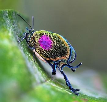 Arcas ducalis