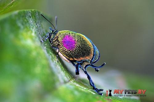 Arcas ducalis