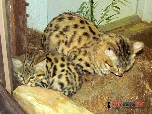 Black-footed cat