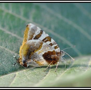 Arawacus ellida