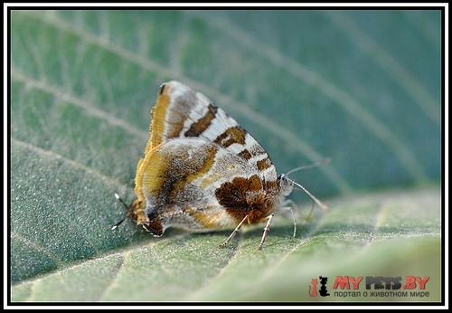 Arawacus ellida
