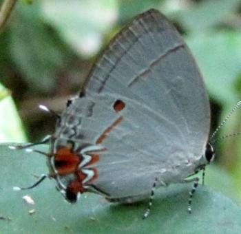 Iaspis castitas