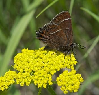 Callophrys johnsoni