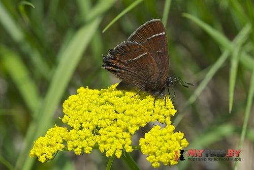 Callophrys johnsoni