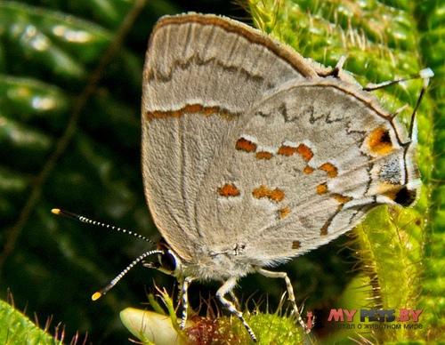 Tmolus echion