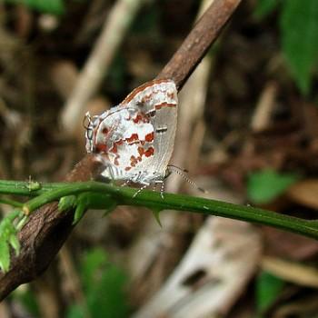 Ministrymon arthuri