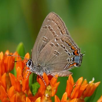 Satyrium edwardsii