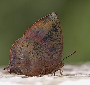 Amblypodia anita
