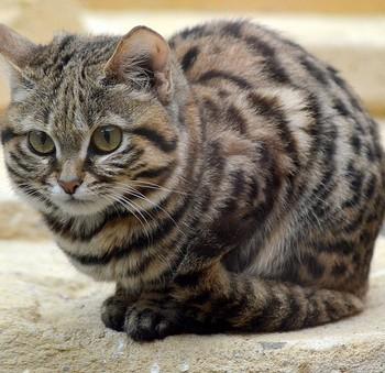 черноногая кошка