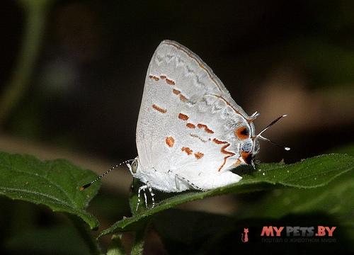 Ministrymon clytie