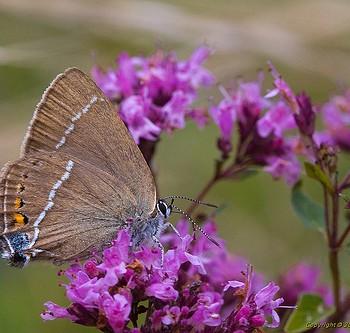 Satyrium spini