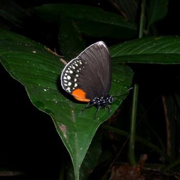 Eumaeus godartii