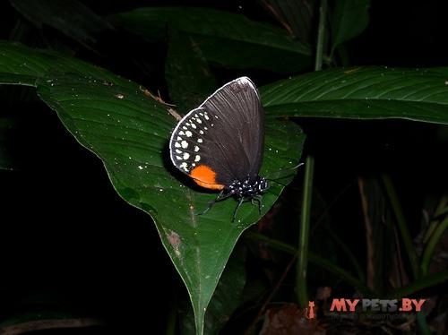Eumaeus godartii