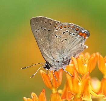 Satyrium titus