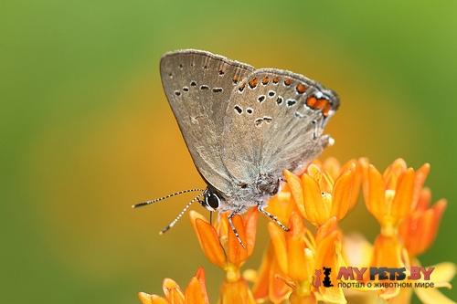 Satyrium titus