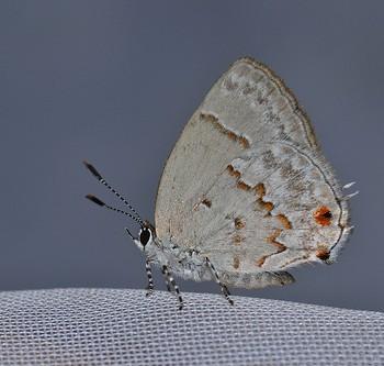 Celmia uzza