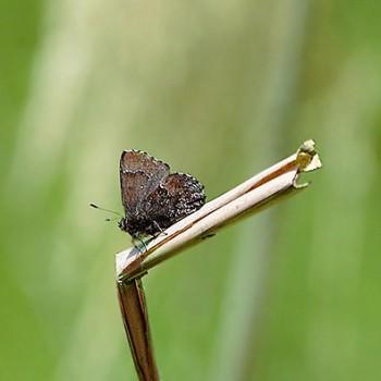 Ahlbergia ferrea