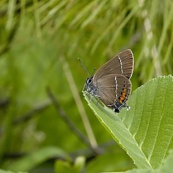 Satyrium latior