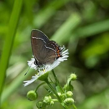Satyrium prunoides