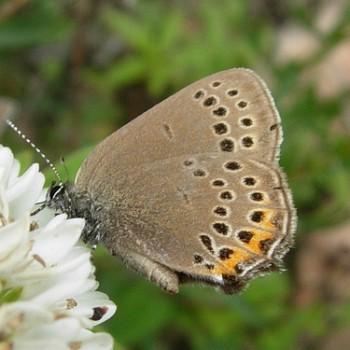 Satyrium phyllodendri