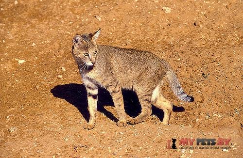 Felis chaus, Камышовый кот