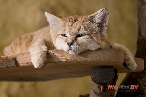 Барханная кошка