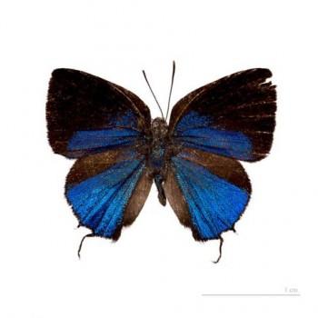 Ostrinotes tarena