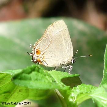 Arumecla aruma