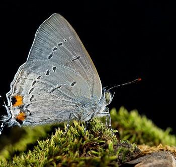 Ancema ctesia