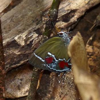 Brangas teucria