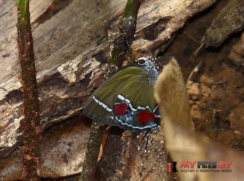 Brangas teucria