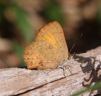 Paralucia aurifer