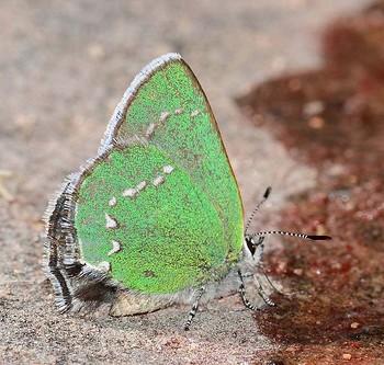 Callophrys sheridanii