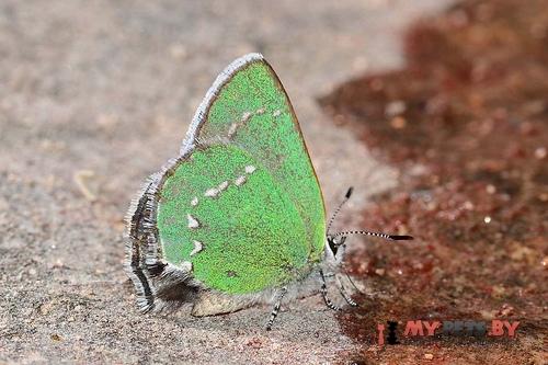 Callophrys sheridanii