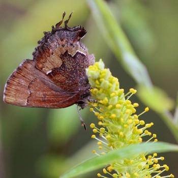 Incisalia henrici