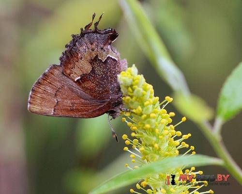 Incisalia henrici
