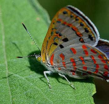 Hypochrysops ignita