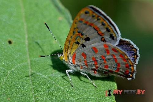Hypochrysops ignita
