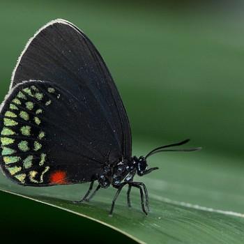Eumaeus toxea