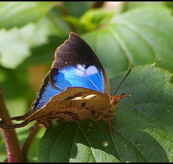 Cheritrella truncipennis