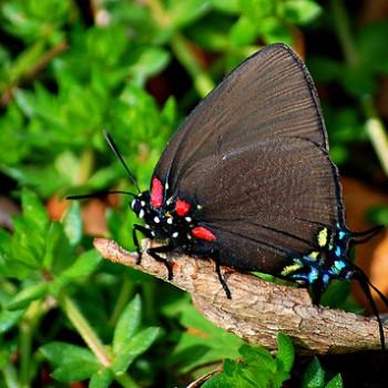Atlides halesus