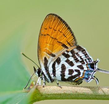 Drupadia rufotaenia